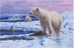 Orso polare, da Wildlife of the World pubblicato da Frederick Warne & Co, c.1900 da Wilhelm Kuhnert