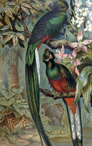Quetzal splendente, c.1910 (illustrazione)