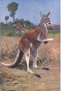 Canguro Rosso, illustrazione da Fauna del Mondo, c.1910 da Wilhelm Kuhnert