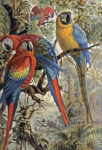 Pappagalli rossi, c.1910 (illustrazione) da Wilhelm Kuhnert