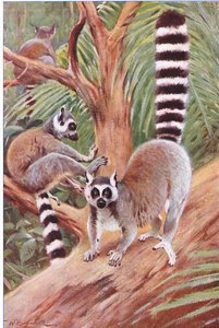 Lemure dalla coda ad anelli, illustrazione da Wildlife of the World, c.1910 da Wilhelm Kuhnert