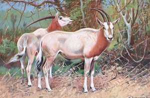 Antilope nera, illustrazione da Wildlife of the World, c.1910 da Wilhelm Kuhnert