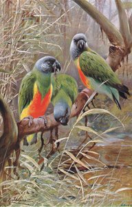 Pappagallo del Senegal, illustrazione da Wildlife of the World, c.1910 da Wilhelm Kuhnert