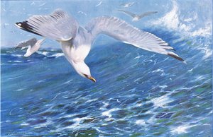 Gabbiano argentato, da Wildlife of the World pubblicato da Frederick Warne & Co, c.1900