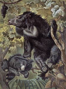 Orso labiato da Wilhelm Kuhnert