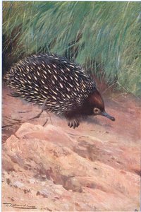 Echidna, illustrazione da Fauna del Mondo, c.1910 da Wilhelm Kuhnert