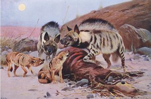 Iena striata e sciacallo, da Wildlife of the World pubblicato da Frederick Warne & Co, c.1900