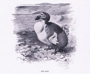 Il Dodo, illustrazione da Fauna del Mondo, c.1910 da Wilhelm Kuhnert