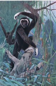 Gibbone dalle mani bianche, da Wildlife of the World pubblicato da Frederick Warne & Co, c.1900 da Wilhelm Kuhnert