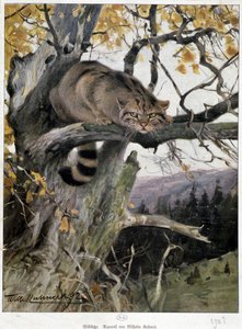 Gatto selvatico da Wilhelm Kuhnert