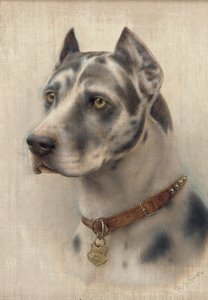 La Testa di un Doberman da Wilhelm Schwar