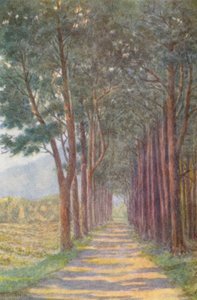 Viale dei pini, 