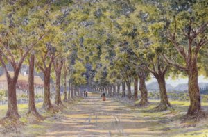 Viale delle querce, Newlands