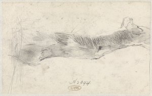 Studio di un albero