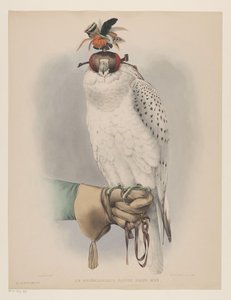Falco bianco groenlandese da Willem Bastiaan van Wouw (possibly)
