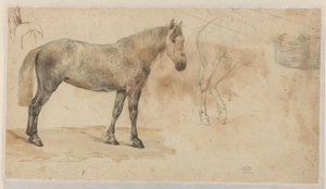 Studi di un cavallo