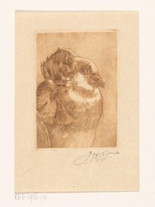 Studio di una colomba da Willem Hendrik Bik (signed by artist)