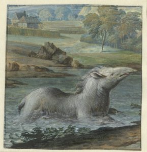 Tapir nell