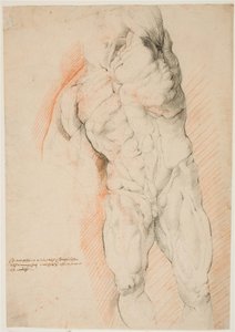 Studio anatomico (écorché). Vista frontale di un uomo scuoiato in piedi, con il braccio sinistro alzato