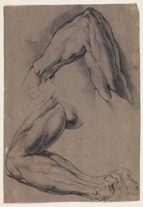 Studio anatomico (écorché). Due studi del braccio sinistro scuoiato di un uomo da Willem Panneels