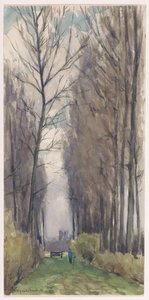 Viale con alberi alti
