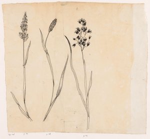 Erba odorosa, erba timotea e erba miele da Willem Wenckebach