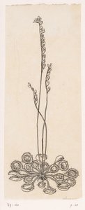 Cacciatore di mosche da Willem Wenckebach