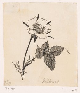 Rosa selvatica