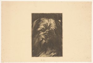 Cane Phoebus da Willem Arnoldus Witsen