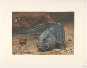 Lupo di mare sul fondo di un acquario