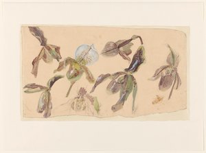 Sette studi di orchidee