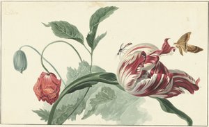 Tulipano e un Papavero da Willem van Leen (attributed to)