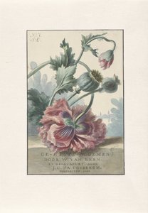 Papaveri