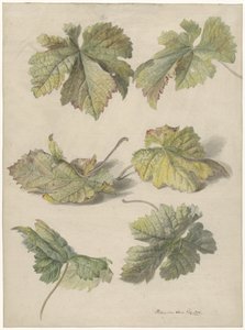 Studi di foglie di vite da Willem van Leen