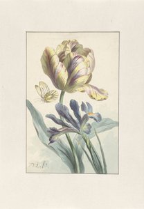 Tulipano e Iris da Willem van Leen