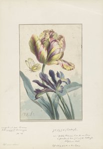 Tulipano e iris da Willem van Leen
