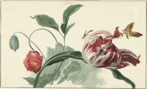 Tulipano e papavero da Willem van Leen