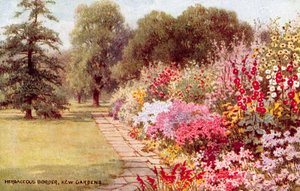 Bordo Erbaceo, Kew Gardens da William Affleck Carruthers