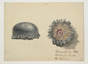 WD 961 f.21 da William Alexander