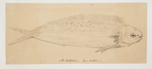 WD 961 f.24 da William Alexander