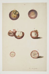 WD 961 f.25 da William Alexander