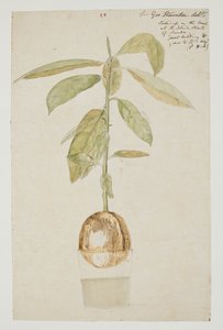WD 961 f.28
