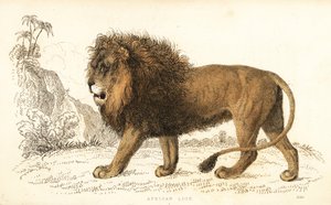 Leone africano, Panthera leo. Vulnerabile (incisione) da William Alexander Forbes