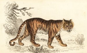 Tigre del Bengala, Panthera tigris tigris, 1834 da William Alexander Forbes