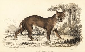 Lince canadese, Lynx canadensis, 1834 (incisione) da William Alexander Forbes