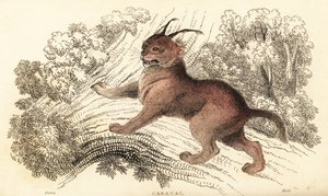 Caracal, Caracal caracal, 1834 da William Alexander Forbes