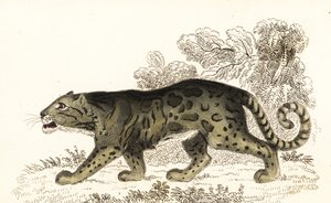 Leopardo nebuloso, Neofelis nebulosa (incisione)