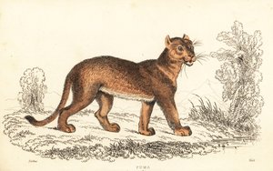 Puma, Puma concolor, 1834 (incisione)