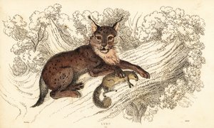Lince eurasiatica, Lynx lynx (incisione) da William Alexander Forbes