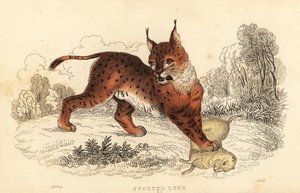 Lince eurasiatica, Lynx lynx, 1834 da William Alexander Forbes